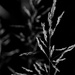 black/white grass by jayberg