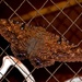 Polyphemus Moth?? by mariaostrowski