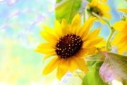 27th Aug 2014 - Sunny Sunflower