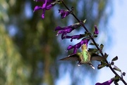 27th Aug 2014 - It's a . . . . Hummingbird!  