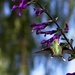 It's a . . . . Hummingbird!   by jyokota