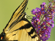 6th Aug 2014 - Eastern Tiger Swallowtail