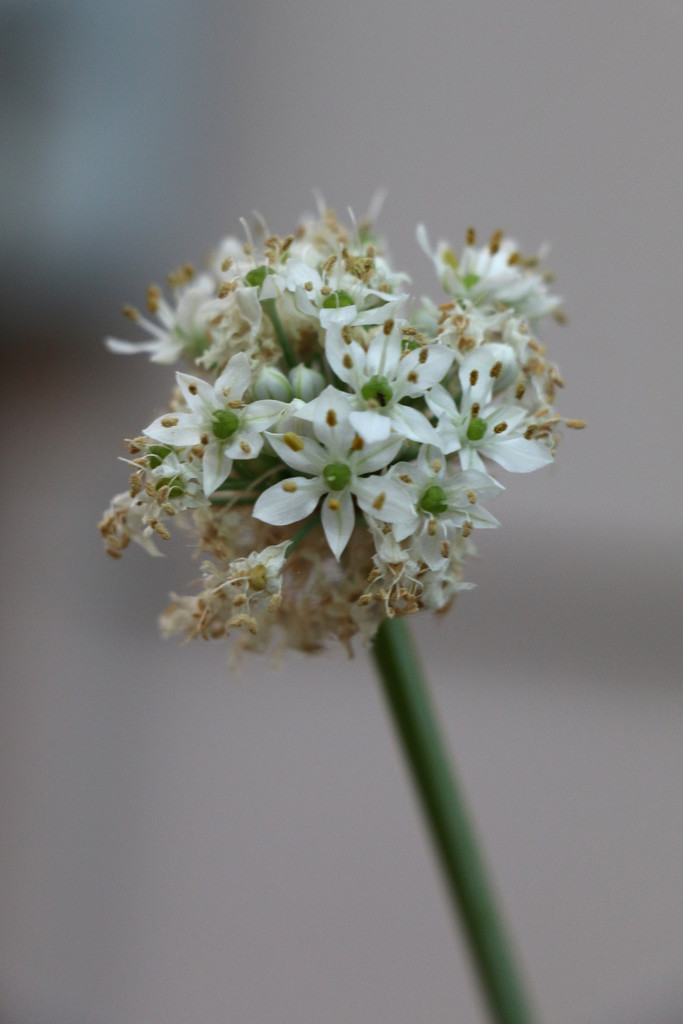 White Chive Flower by ingrid01