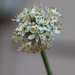 White Chive Flower by ingrid01