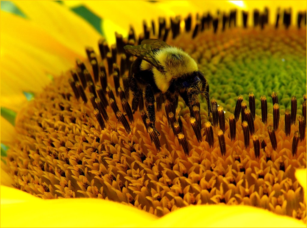 Just Bee-cuz Day by olivetreeann