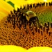 Just Bee-cuz Day by olivetreeann