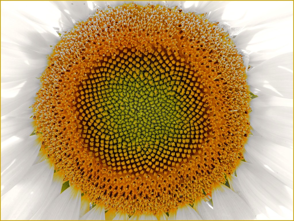 Selective Sunflower by olivetreeann