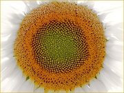 26th Aug 2014 - Selective Sunflower