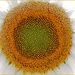 Selective Sunflower by olivetreeann