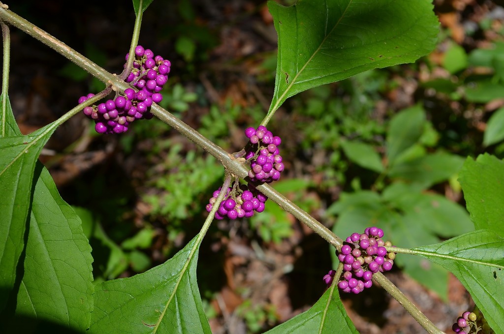The first beauty berries of the season by congaree