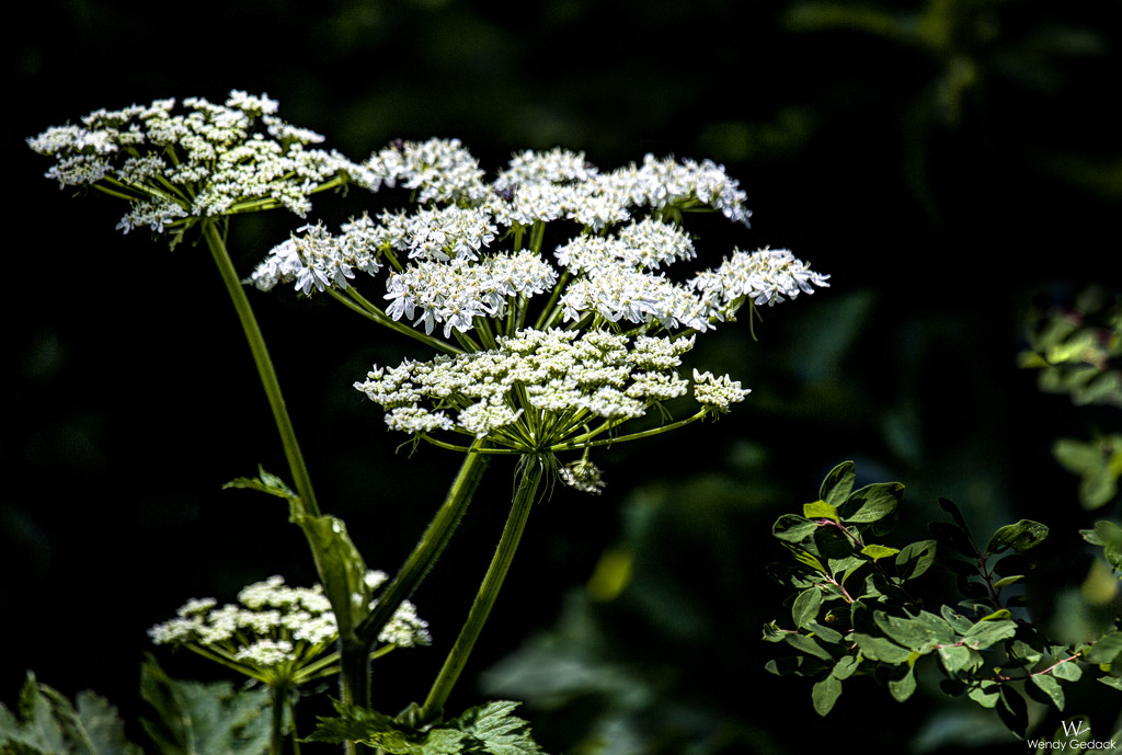 Queen Anne's Lace by exposure4u