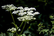27th Aug 2014 - Queen Anne's Lace