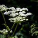Queen Anne's Lace by exposure4u