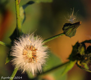 28th Aug 2014 - The beauty of weeds