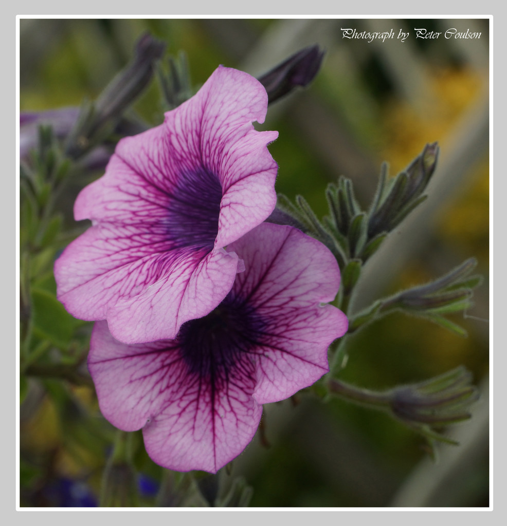 Purple Petunia by pcoulson