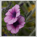 Purple Petunia by pcoulson
