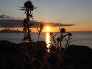 28th Aug 2014 - Sunrise and Thistles