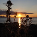 Sunrise and Thistles by selkie