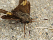 7th Aug 2014 - Silver-spotted Skipper