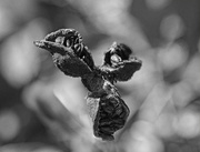 28th Aug 2014 - Peony Seed Pod