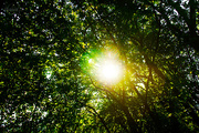 28th Aug 2014 - Sun through the trees