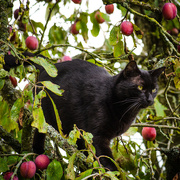 28th Aug 2014 - Cat amongst the plums - 28-08