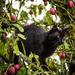 Cat amongst the plums - 28-08 by barrowlane