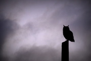 28th Aug 2014 - Owl Silhouette