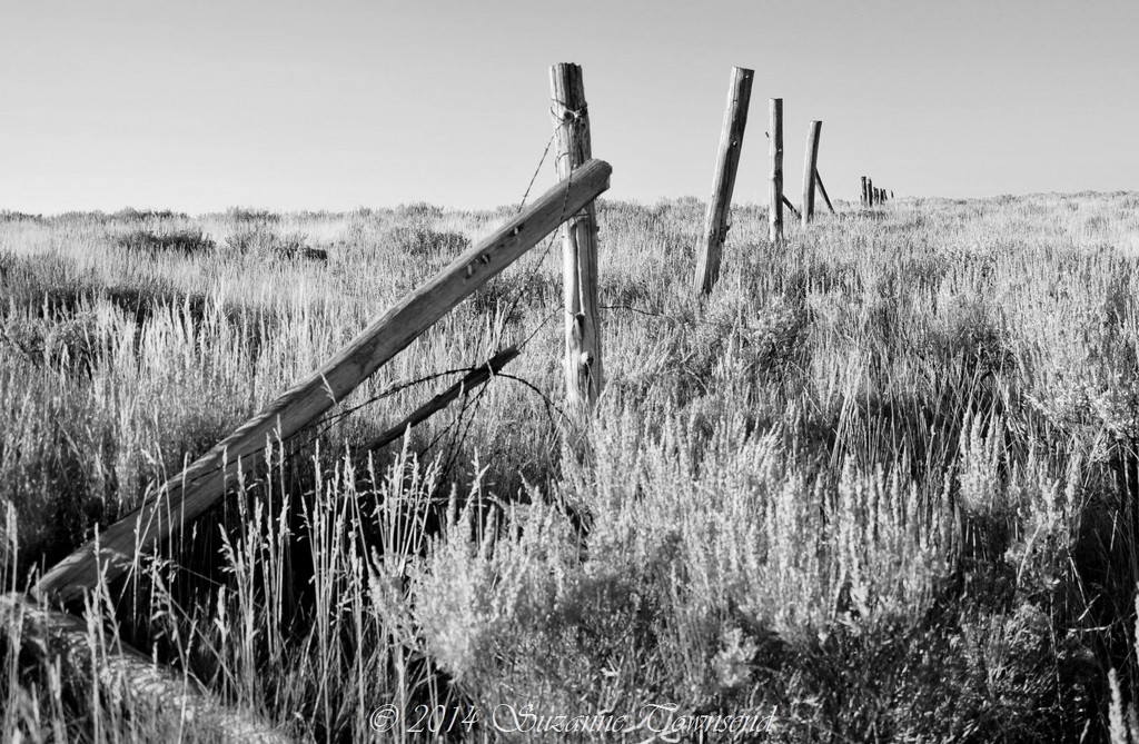Old Fence by stownsend