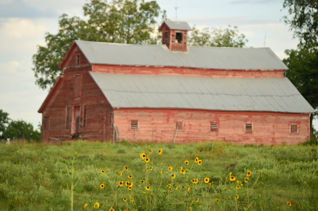 Sunflowers and the Big Red Barn by kareenking