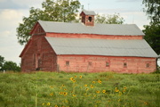 28th Aug 2014 - Sunflowers and the Big Red Barn