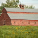 Sunflowers and the Big Red Barn by kareenking