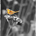 Small tortoiseshell butterfly by judithdeacon