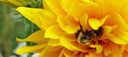 28th Aug 2014 - Bee in Yellow Flower
