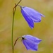 Harebell by gamelee