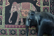 28th Aug 2014 - Elephants