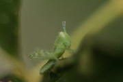 28th Aug 2014 - Grasshopper