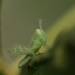 Grasshopper by kerristephens