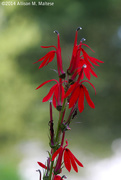 28th Aug 2014 - Cardinal Flower