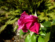 28th Aug 2014 - First Rose