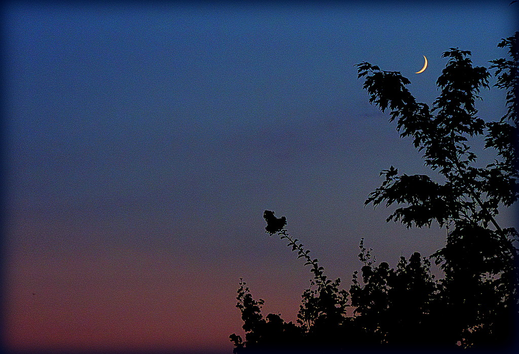 Just a sliver of moon remains... by homeschoolmom