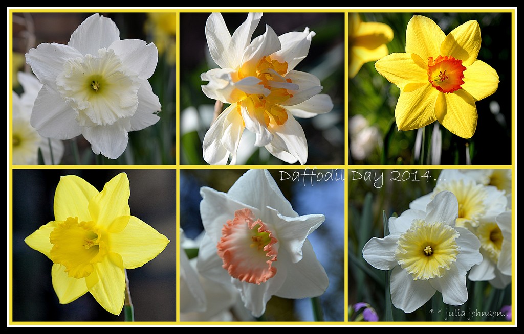 Daffodil day 2014 by julzmaioro