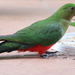 King Parrot - Hen by terryliv