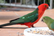29th Aug 2014 - King Parrot - Cock