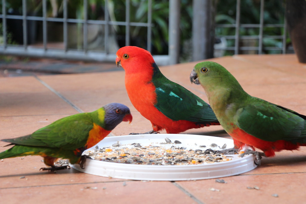 King Parrot vs Rainbow Lorikeet by terryliv