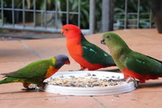 29th Aug 2014 - King Parrot vs Rainbow Lorikeet