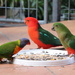King Parrot vs Rainbow Lorikeet by terryliv