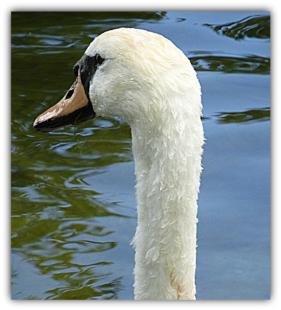 "I'm a swan!" by quietpurplehaze