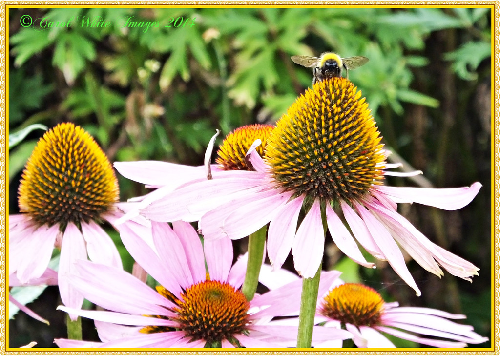 Bee And Echinacea by carolmw