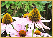 29th Aug 2014 - Bee And Echinacea